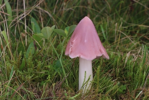 wild  fungi in the mountain grass 