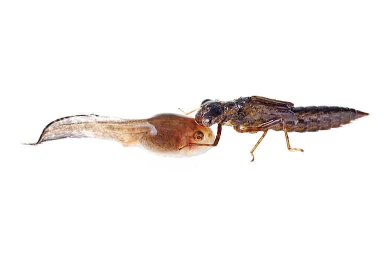 Young Dragonfly eating tadpole