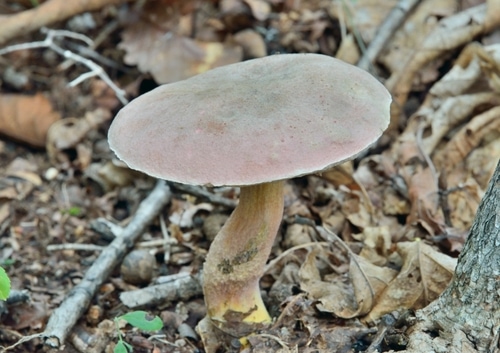 A close up of the edible mushroom (Leccinum chromapes).