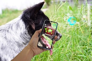Can AI Help Animals Communicate With Humans? It’s Possible! photo