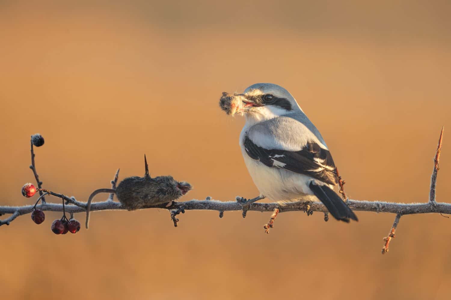 great grey shrike with its preys mouse head in mouth ready to eat it, beautiful light, stunning bird moment, epic scenery, orange sunlight