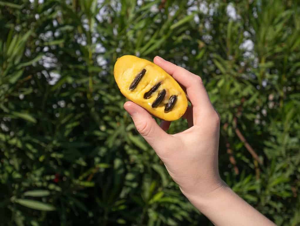 North America's largest native edible fruit is the paw paw.
