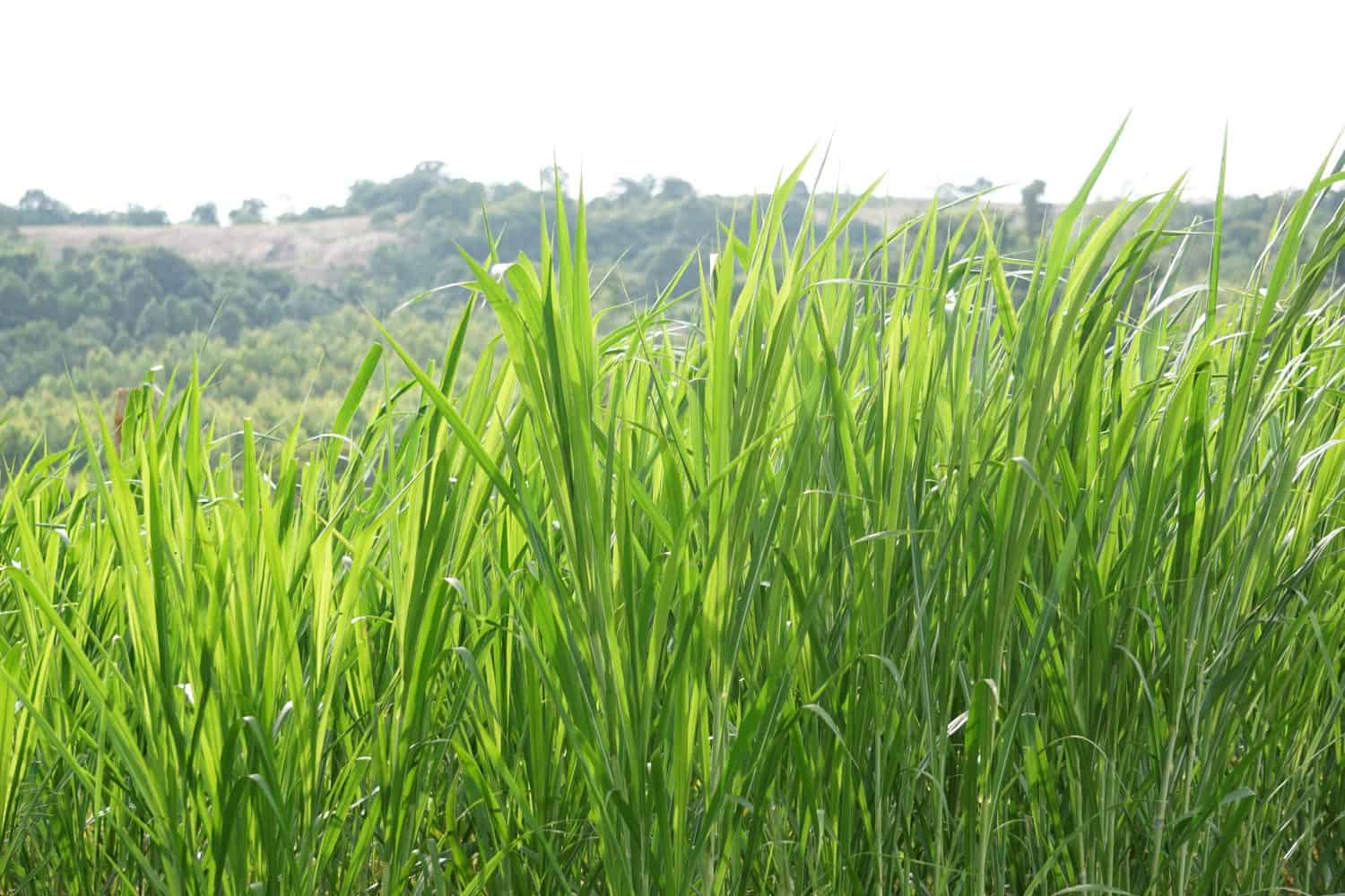 Cenchrus purpureus, synonym Pennisetum purpureum, also known as Napier grass, elephant grass or Uganda grass, is a species of perennial tropical grass native to the African grasslands.