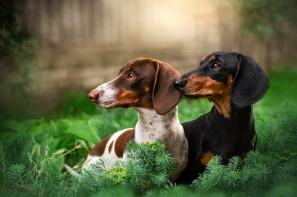 two dachshunds black and peibald beautiful portrait on the background of nature