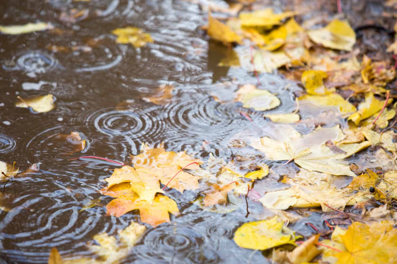 reflection in the puddle with leaves and rain drops