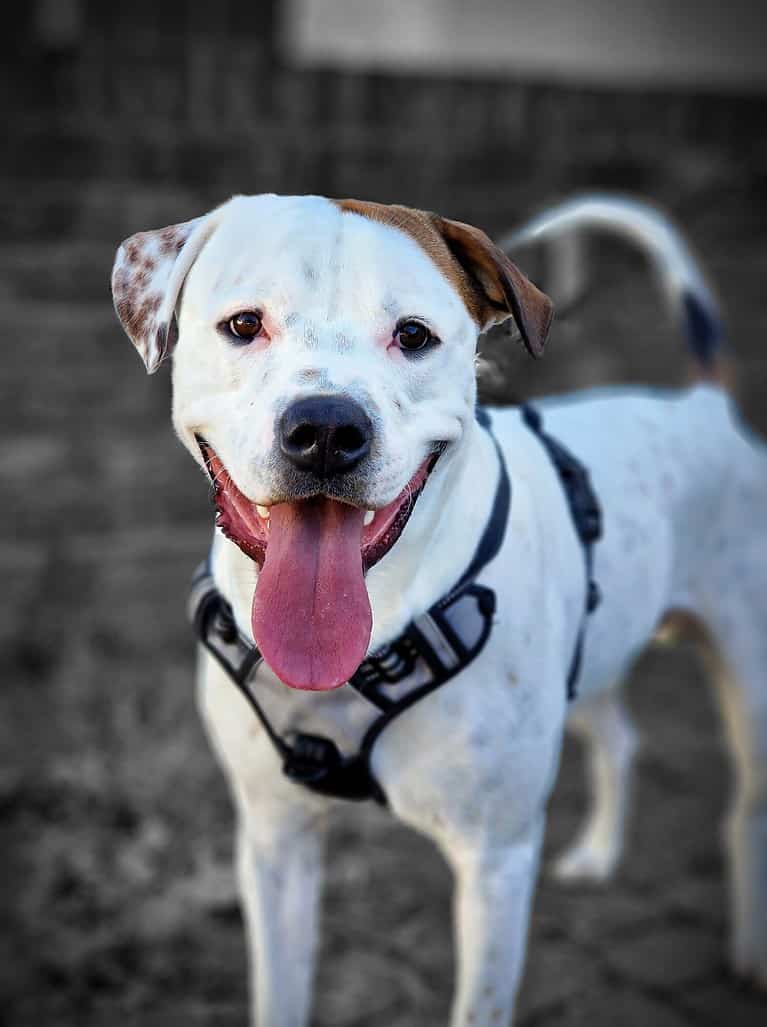 American Bulldog