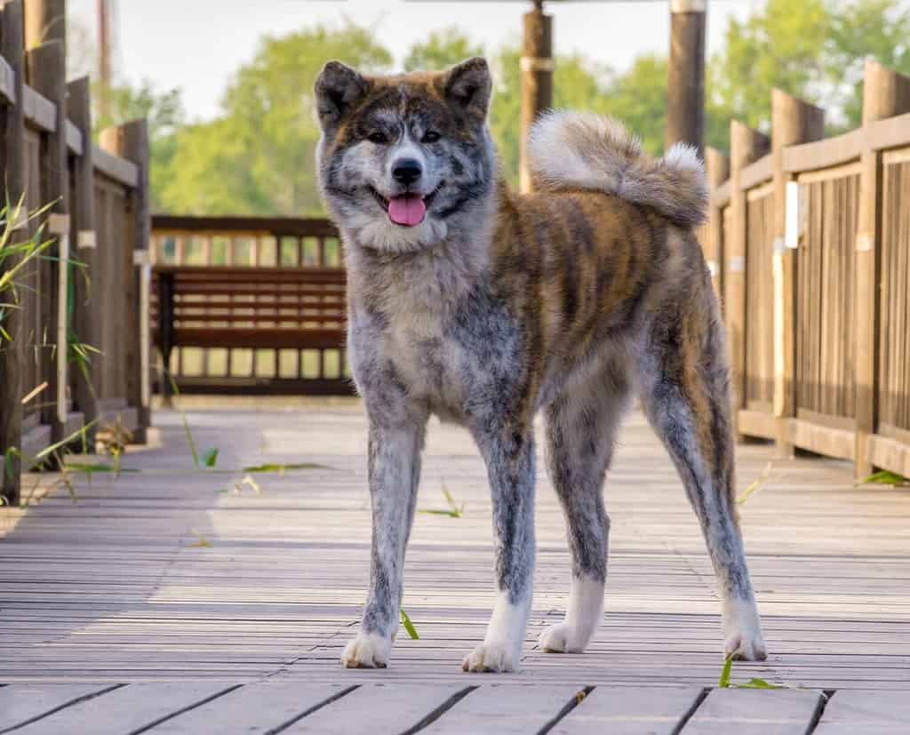 Akita Inu dog, brindle, standing outdoor in nature background