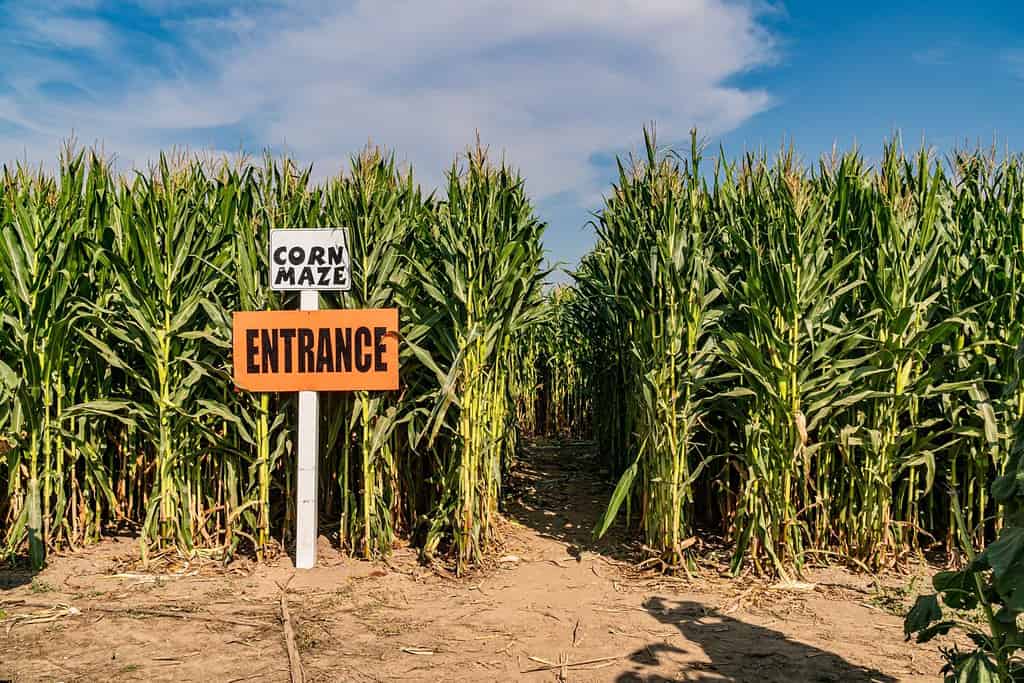 Entrance foot path to tall corn stalks of Halloween corn maze.