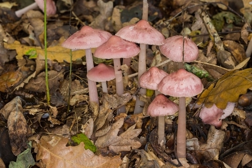 seven pink Mycena rosea or rosy bonnet growing on a forest floor covered with brown leaves
