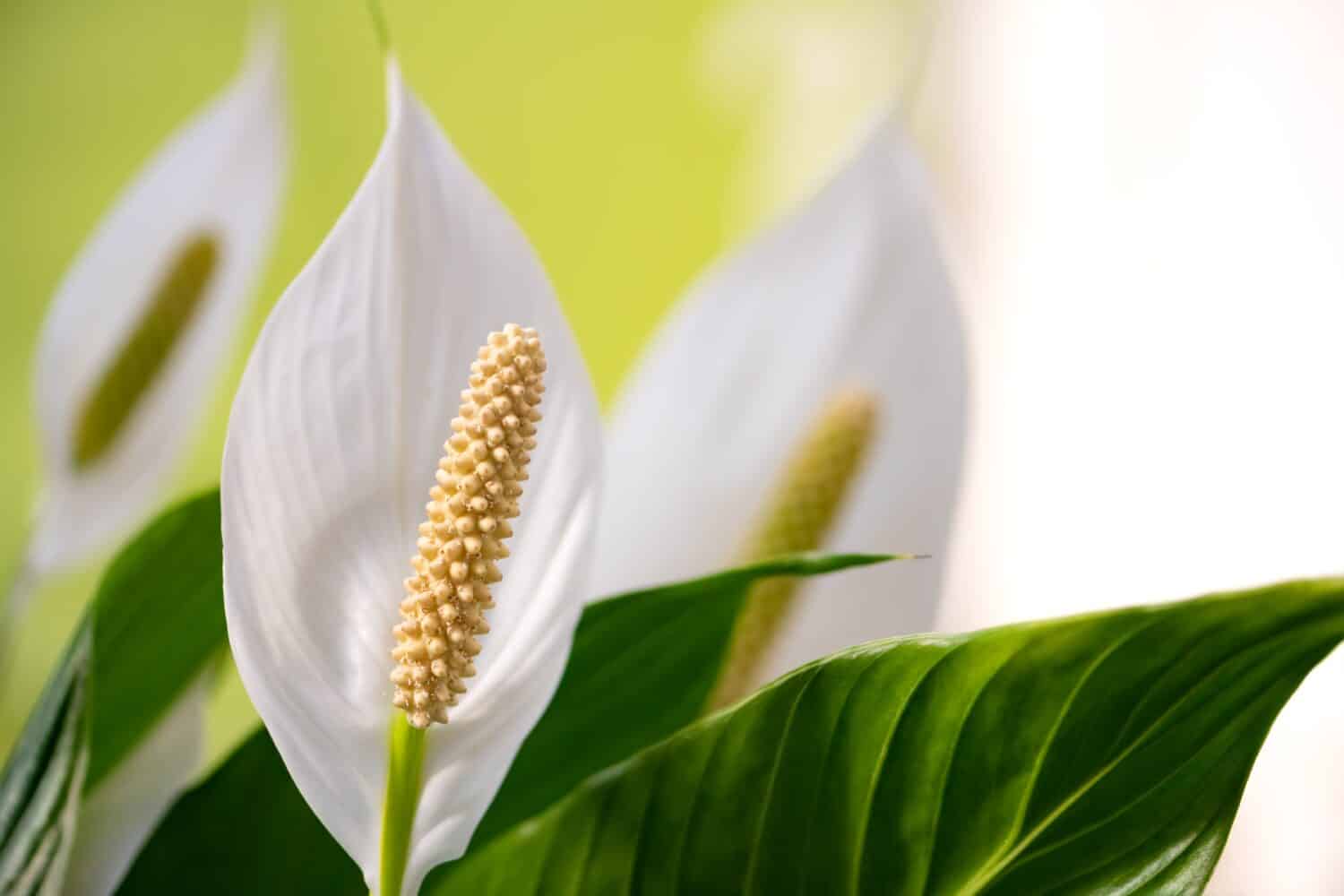 Spath or peace lilies (Spathiphyllum) is a monocotyledonous flowering plant in the family Araceae, native to tropical regions of America and Asia. Macro close up of white flowers in bright sunlight.