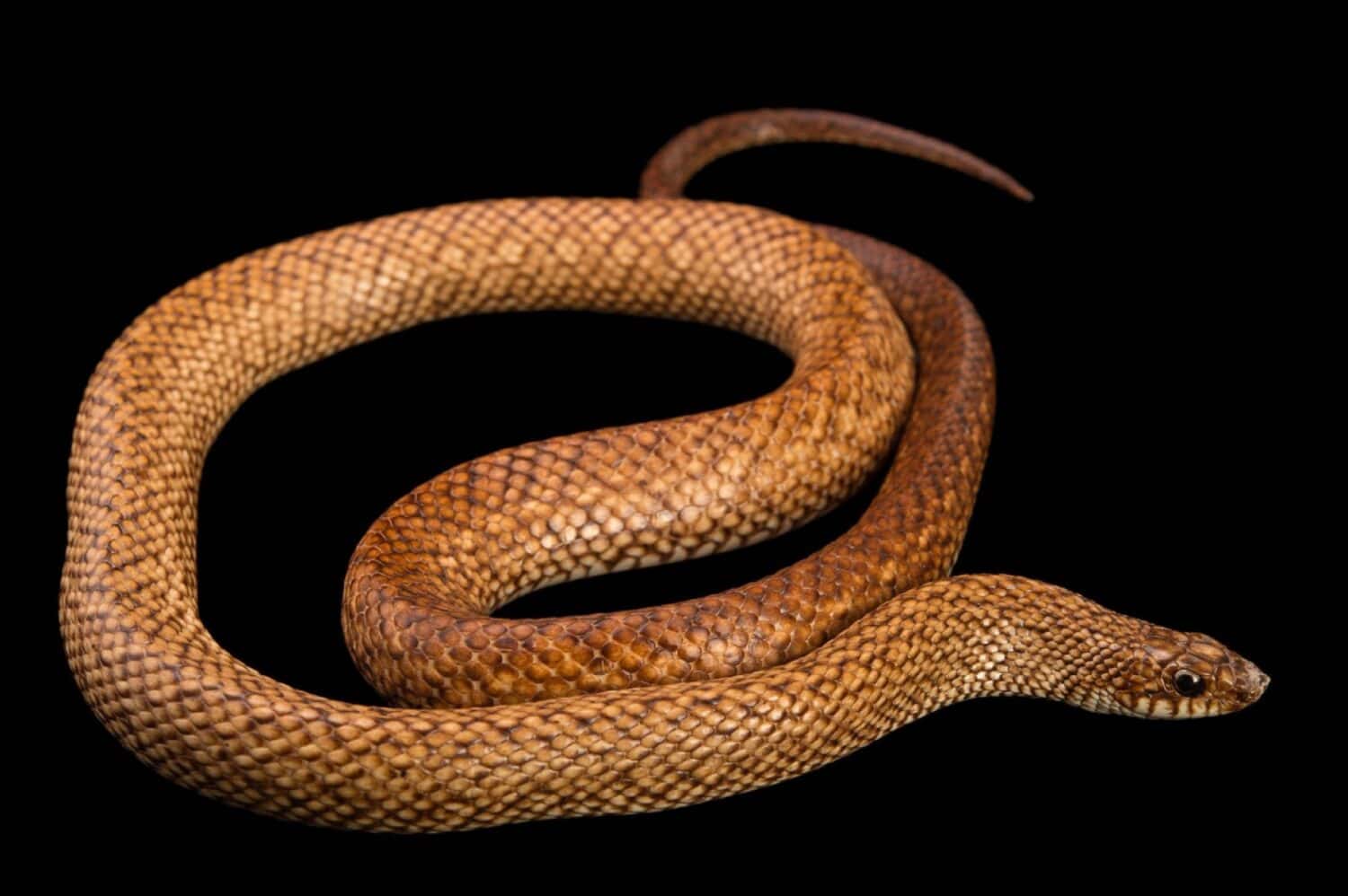 A speckled hognose snake and black background 