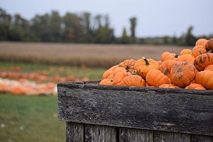 Explore the 20 Best Pumpkin Patches in Colorado To Embrace The Fall Season Picture