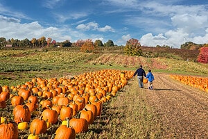 Explore the 10 Best Pumpkin Patches in Delaware To Experience Autumn Picture
