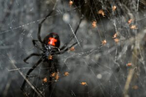 Black Widow Spider Eggs: Identification and Removal Tips Picture