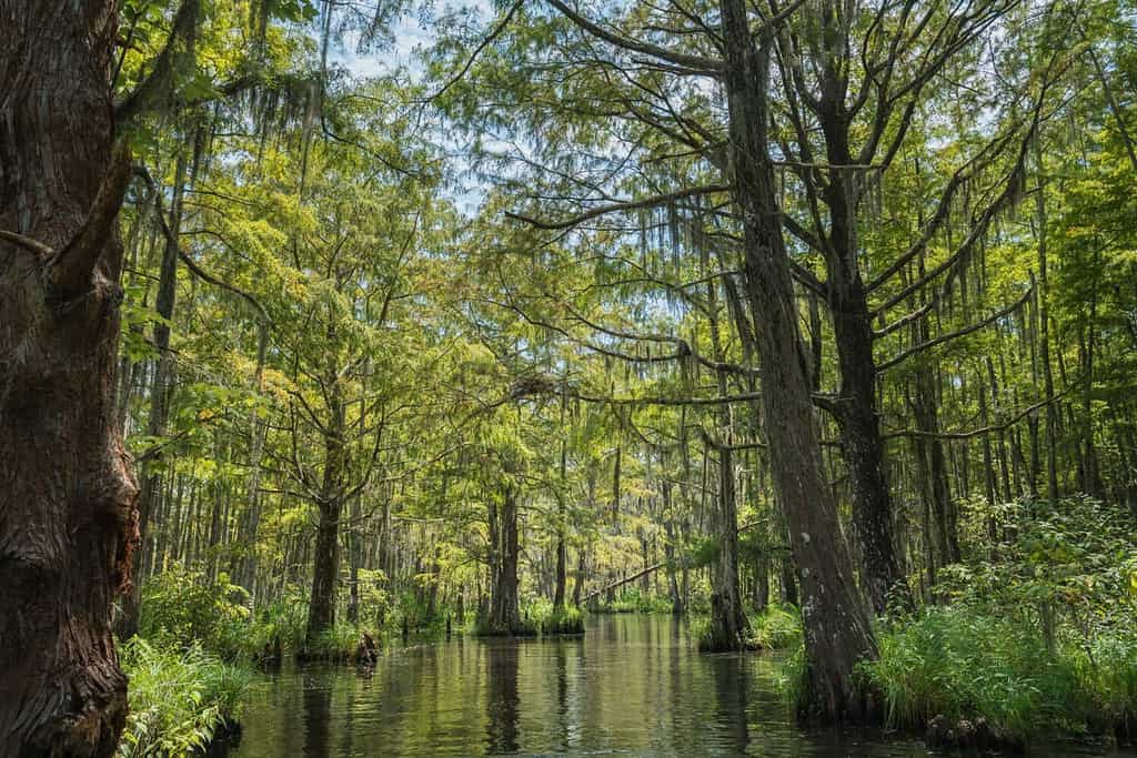 The Bayou landscape of Honey Island Swamp, Slidell, louisiana