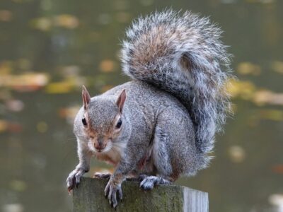 A Male vs. Female Squirrel: 6 Key Differences 