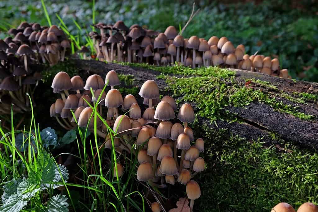 Glistening Inkcap mushrooms growing on dead wood.
