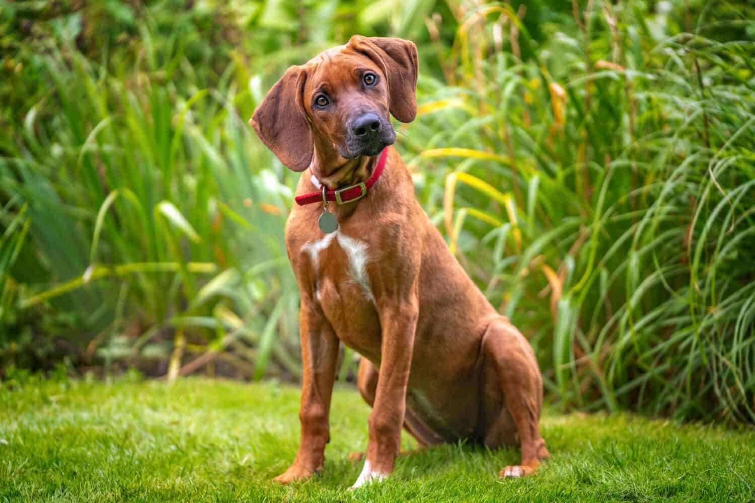 Six month old Rhodesian Ridegback puppy with a head tilt looking at the camera, fawn in colour. super cute.