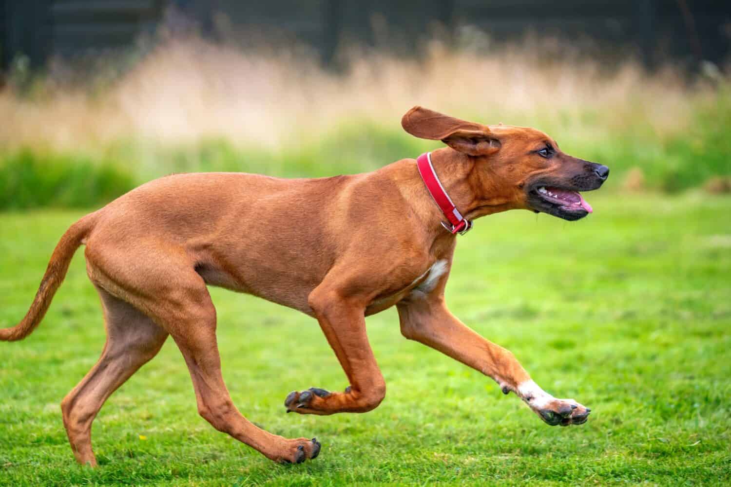 Six month old Rhodesian Ridegback puppy. This puppy is light fawn in colour and running from the left to the right.