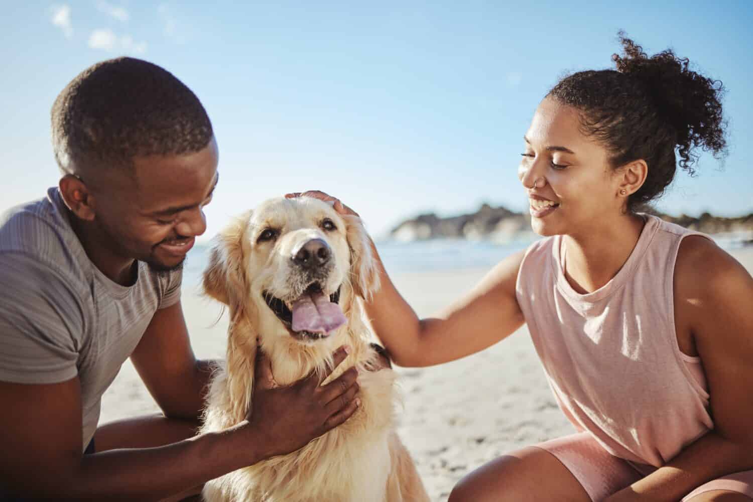 Relax, couple and dog at a beach, happy and smile while bonding, sitting and touching their puppy against blue sky background. Love, black family and pet labrador enjoy a morning outing at the ocean