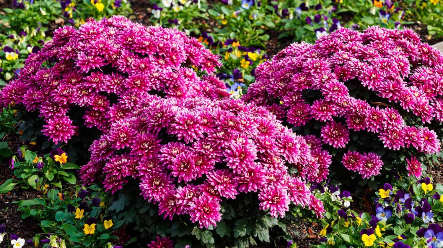 Chrysanthemum × morifolium | Florist's daisies or Hardy garden mums, big globular blooms in red purple on upright stems covered of lobed, pinnatifid and toothed leaves