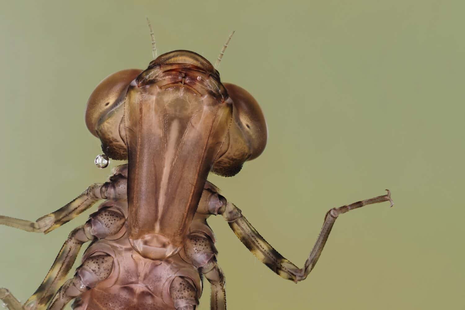 close-up photo of the jaw of a dragonfly nymph with light green background