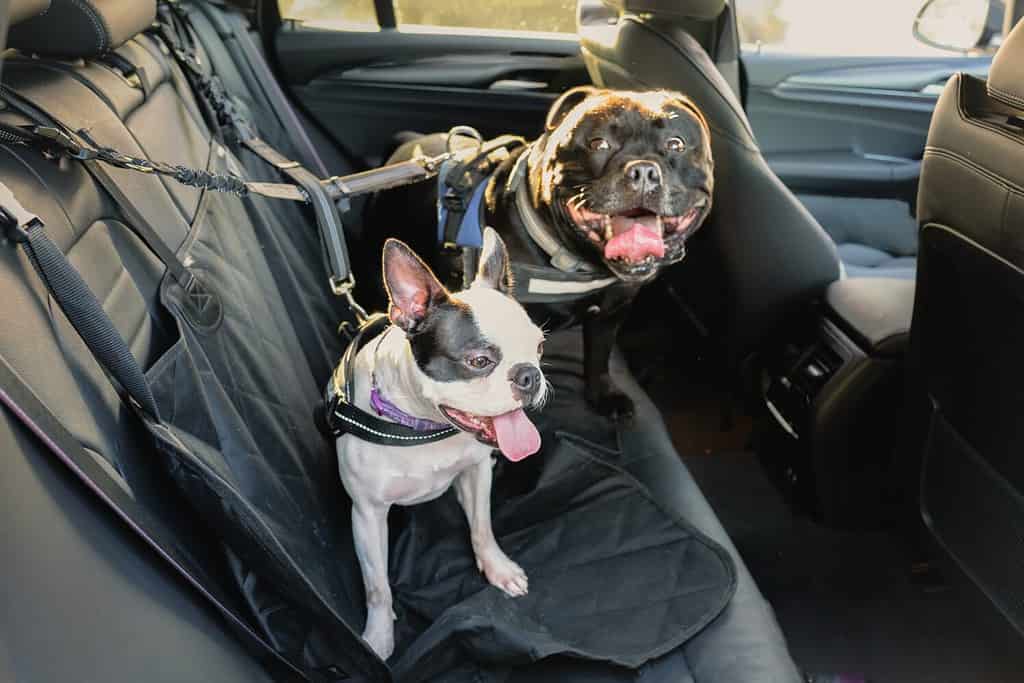 A Boston Terrier on the back seat of a car alongside a Staffordshire Bull Terrier. Both dogs are wearing a harness and they are hooked on to the seat. The seat has a protective cover.