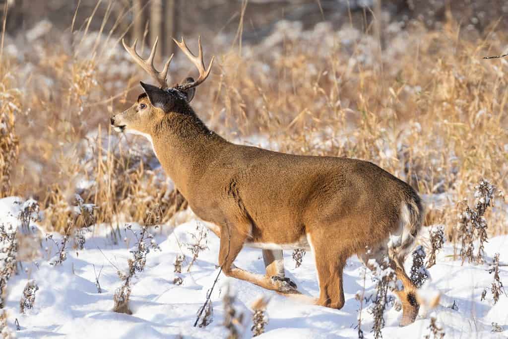 white-tailed deer in Canadian winter
