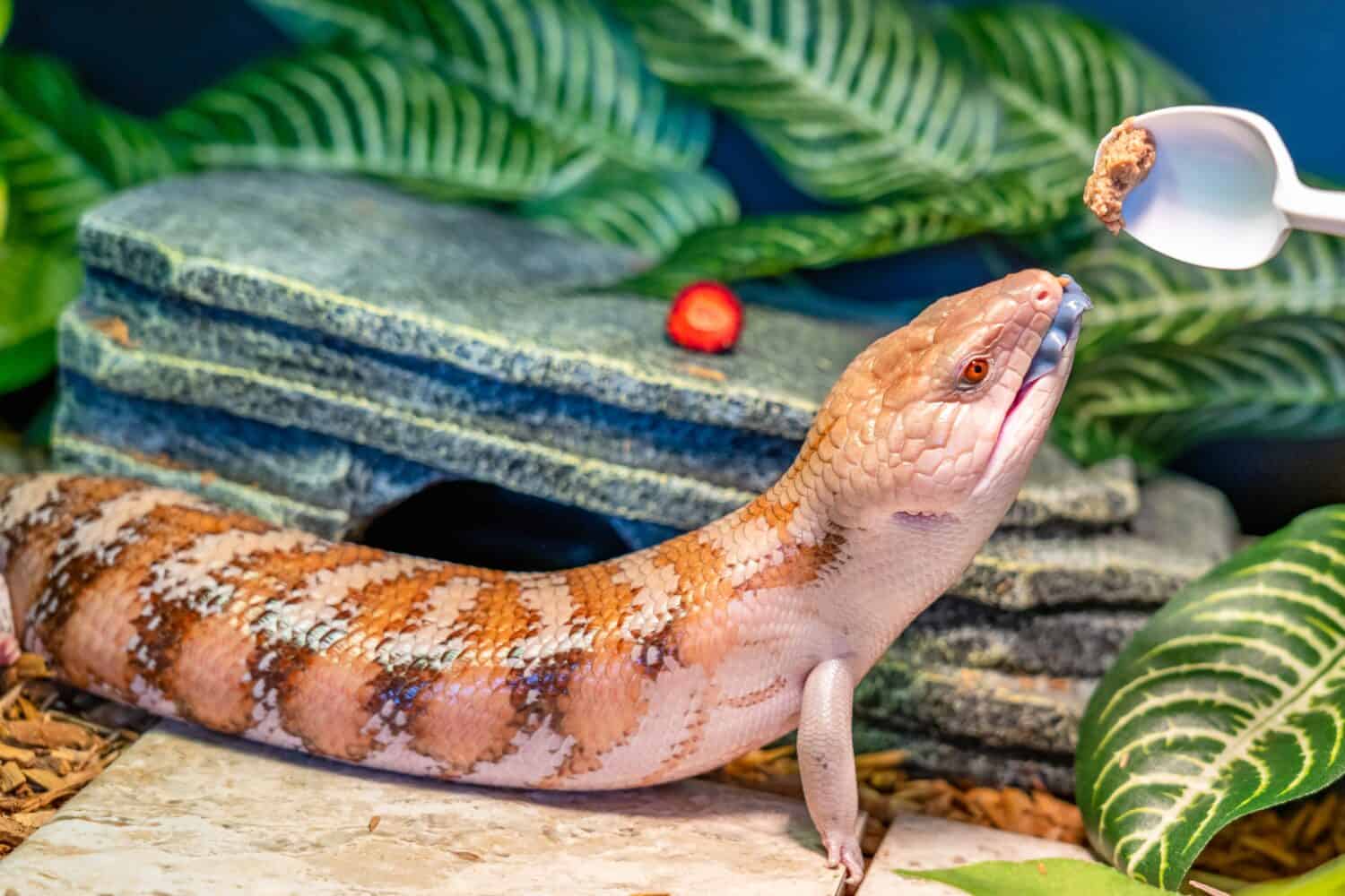 Skink lizard (family Scincidae) opens its mouth and shows a blue tongue while it is feeding in a terrarium. Skinks are popular lizards for keeping in a home terrarium with an unusual long blue tongue.