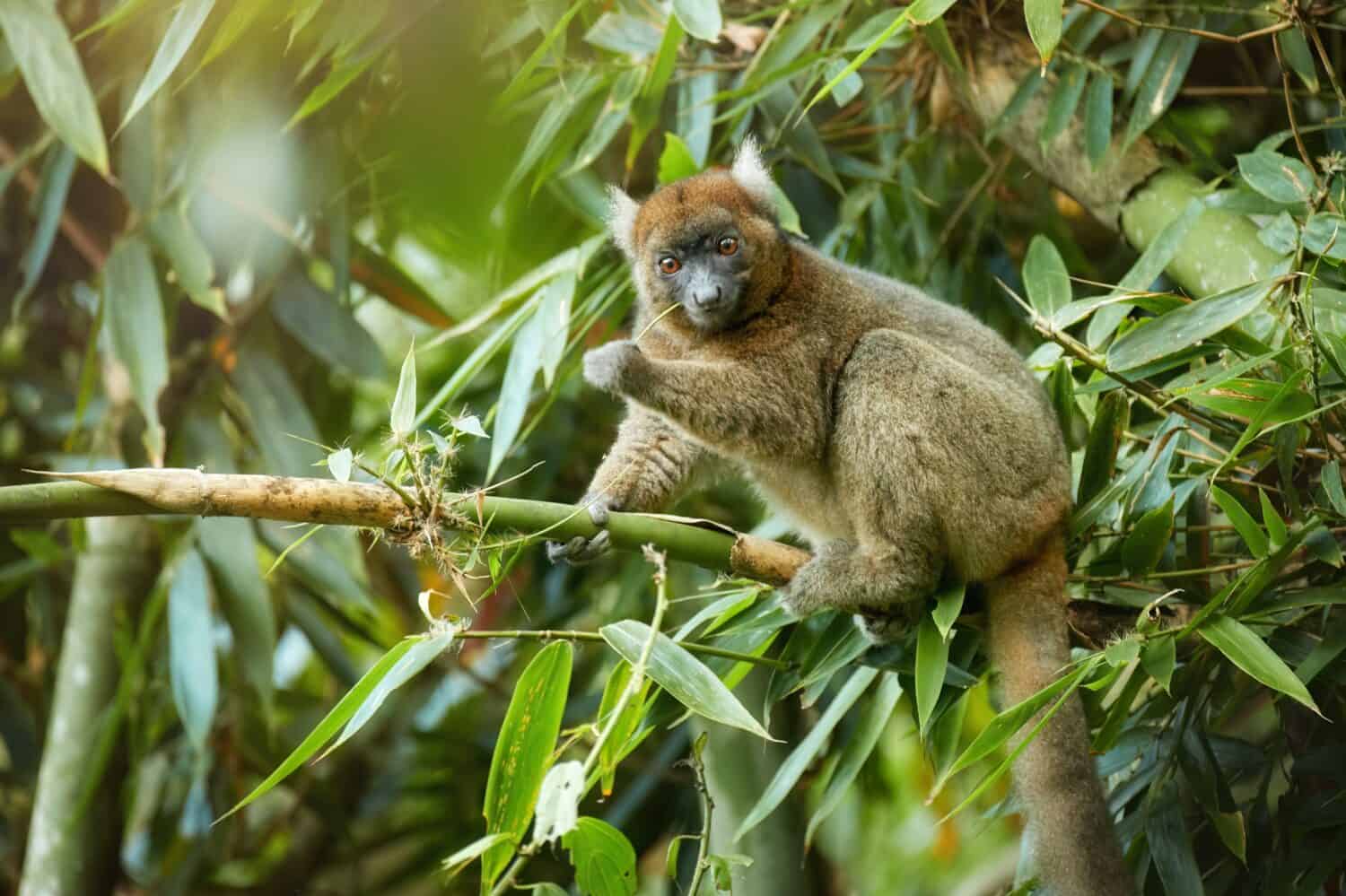 Greater bamboo lemur, Hapalemur simus, one of the world's most critically endangered primates, in dense forest of Ranomafana national park, feeds on bamboo leaves. Lemur conservancy in Madagascar.  