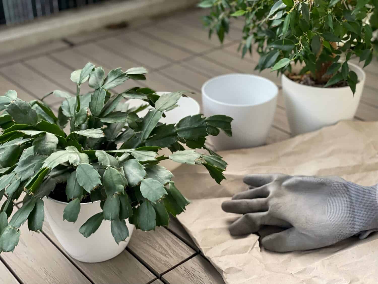 Repot of decorative houseplants Christmas cactus in white flowers pots on a terrace balcony