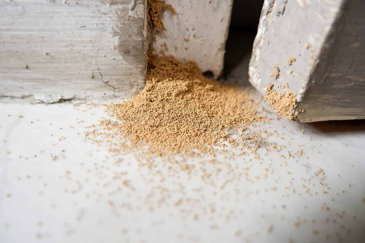 frass derived from drywood termite droppings, Cryptotermes spp. Granul oval pellets on door frames