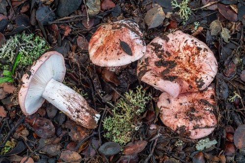 Tricholoma russula. Group of scarlet hygrophore mushrooms, leaves and lichens on holm oak. Hygrophorus.