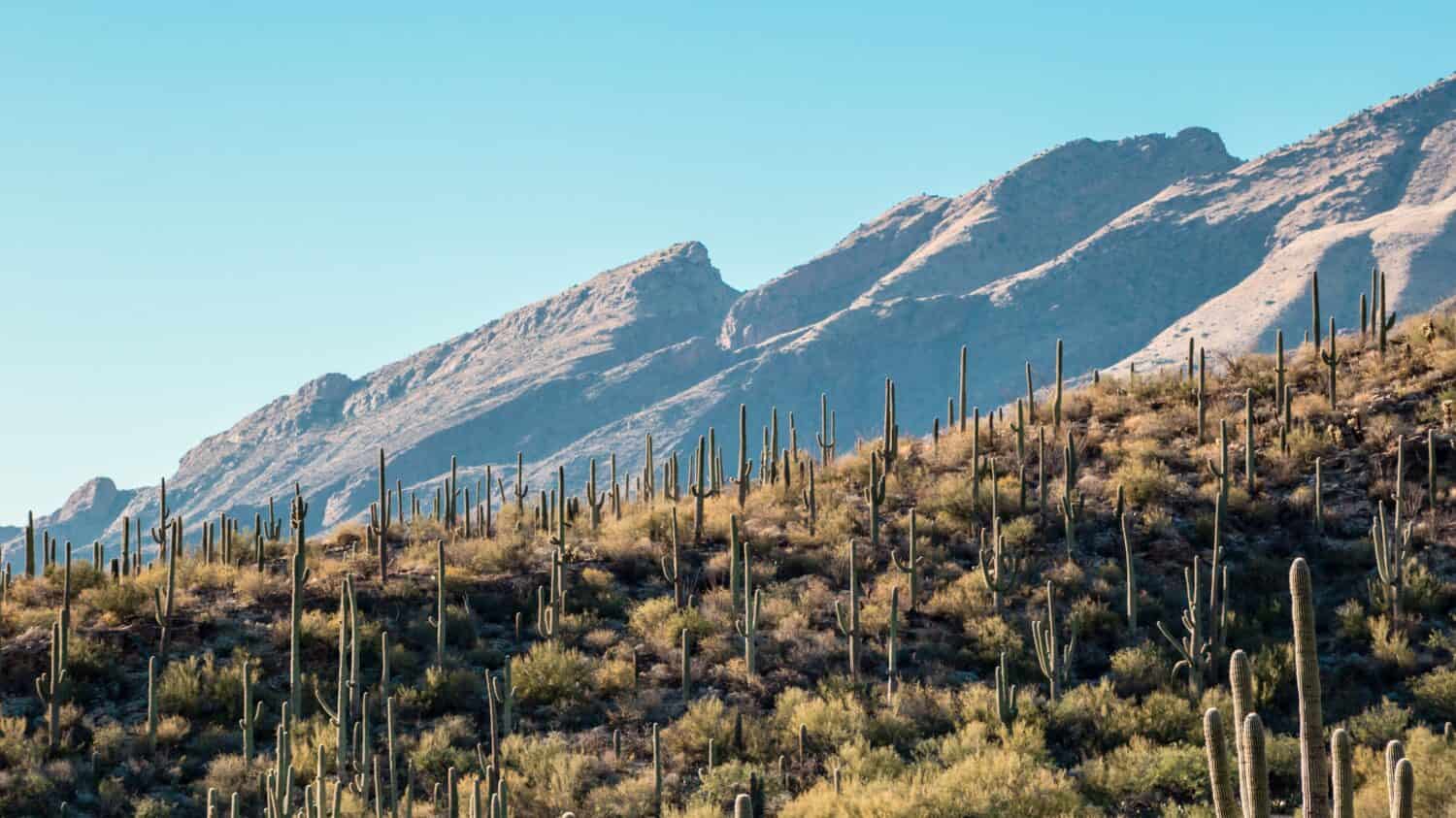 Santa Catalina Mountains and Saguaro Cacti on the ridge in Tucson, Arizona.