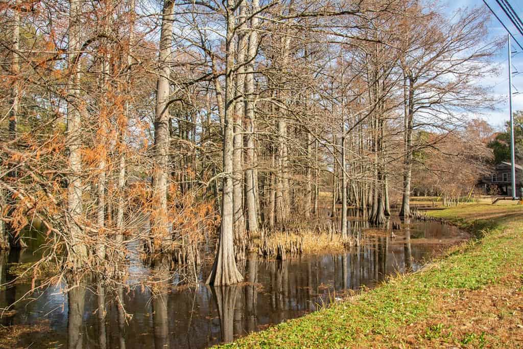Swamp bayou scene in Mississippi featuring bald cypress trees in fall near Indianola, Mississippi, USA