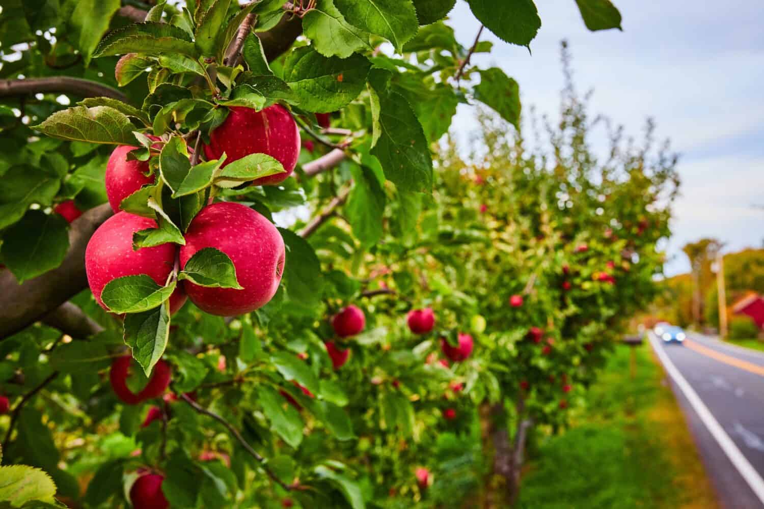 Row of apple orchard trees in farm along row with fresh red apples in focus