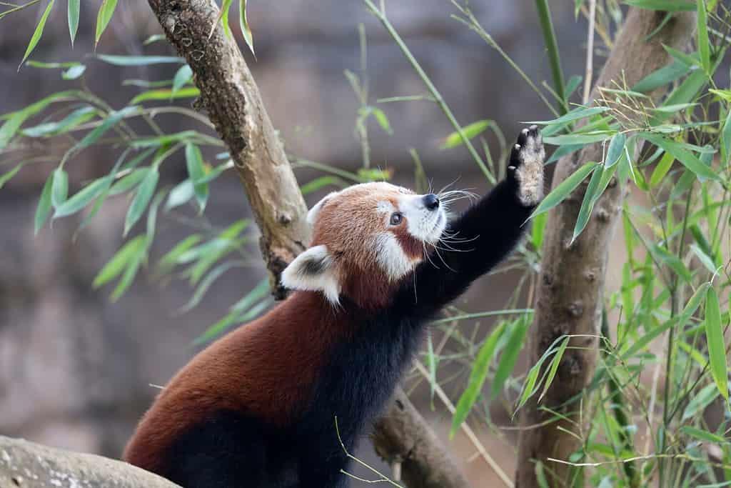 Firefox or red panda or lesser panda Ailurus fulgens in close view