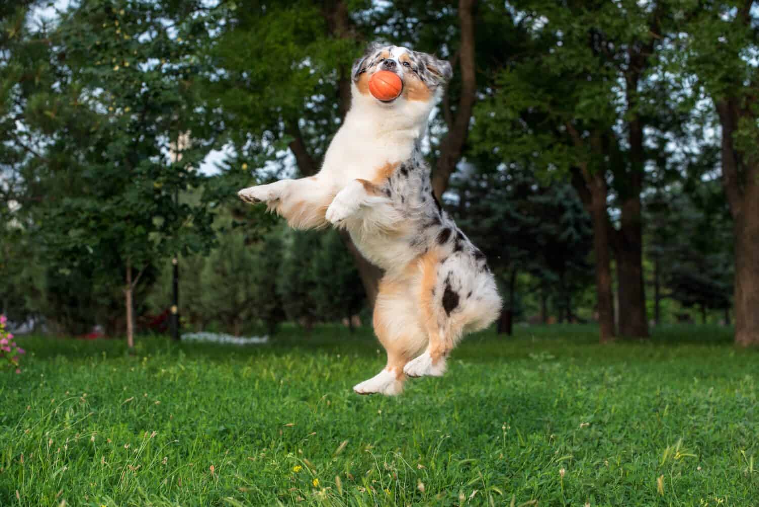 Australian shepherd dog plays with an orange ball in the air in summer