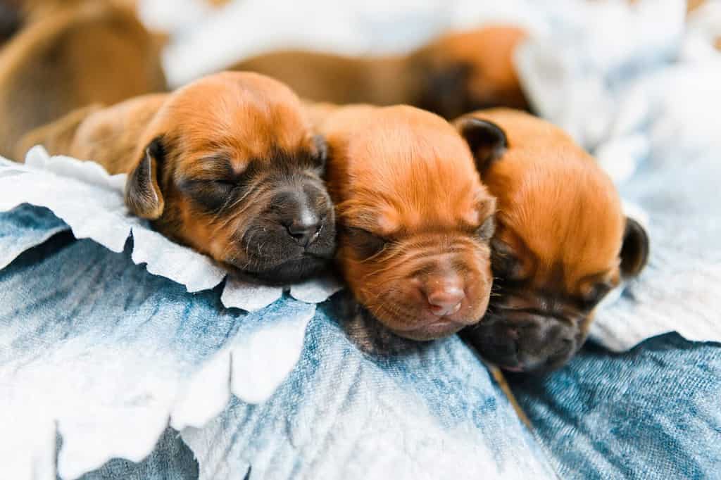 Cute newborn rhodesian ridgeback puppies sleeping together on flower decor