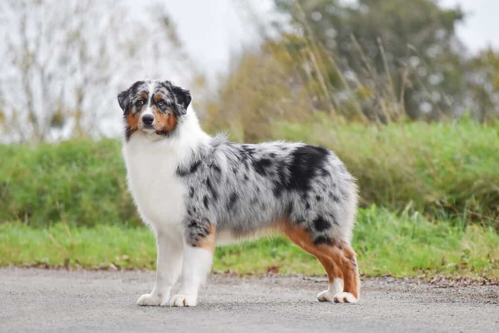 Full size hot sale australian shepherd