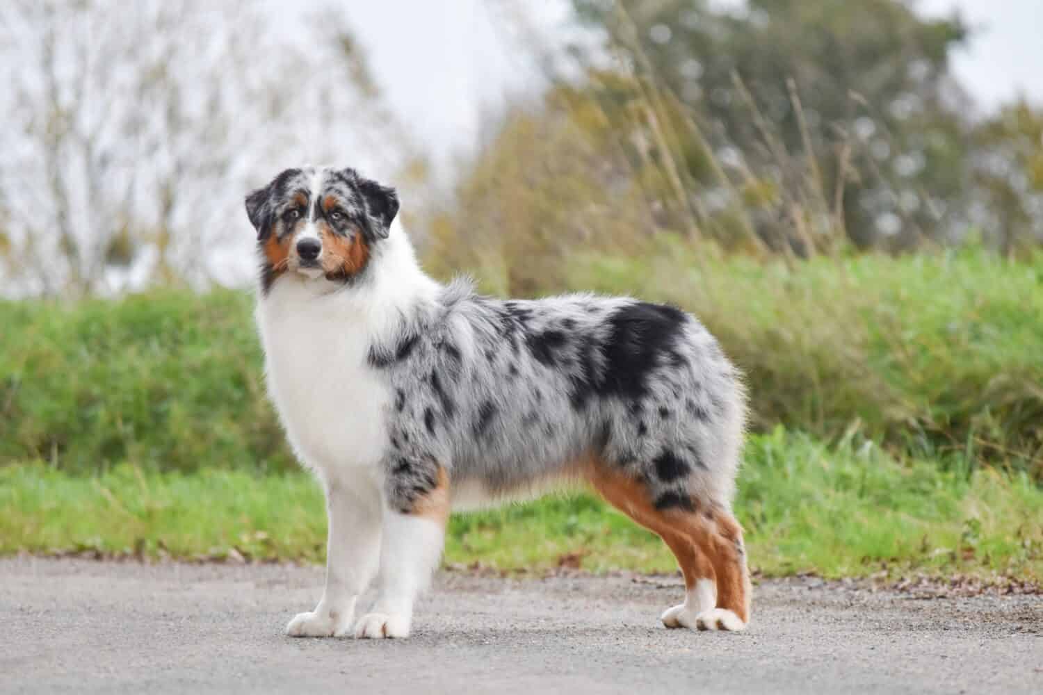 The dog australian shepherd stands sideways in full growth and looking at the camera