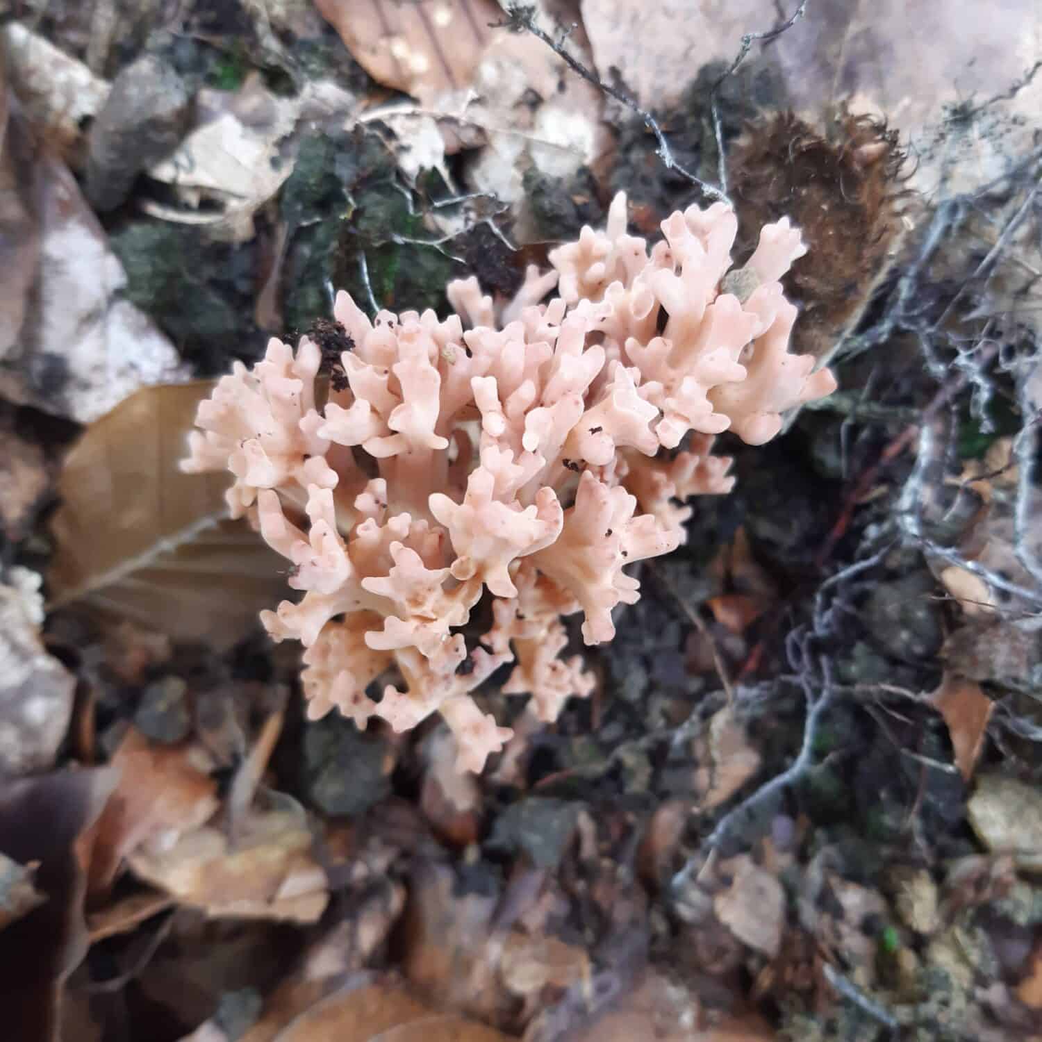 A rare Ramaria formosa, commonly known as the salmon coral, beautiful clavaria, handsome clavaria, yellow-tipped- or pink coral fungus, is a coral fungus found in Asia, Europe and North America.