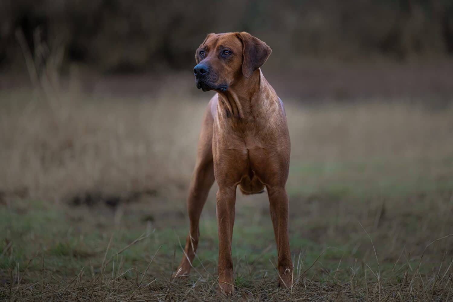 A FULL GROWN RHODESIAN RIDGEBACK STANDING TALL AND ON ALERT IN A FIELD AT THE MARYMOOR OFF LEASH DOG PARK