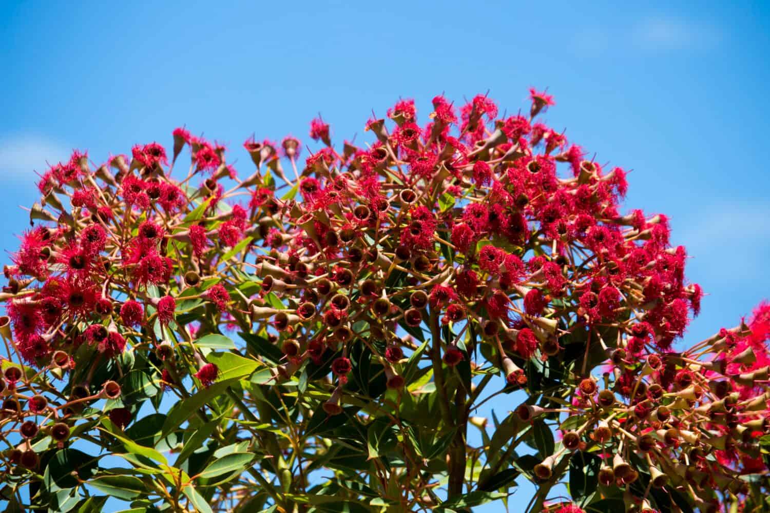 Brilliant red Blossoms of ornamental  Eucalyptus ficifolia West Australian scarlet flowering gum tree in early summer attracts native birds and honey bees to the sweet nectar.