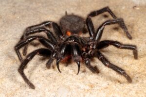 The 8 Biggest Spiders Crawling Around Victoria Picture