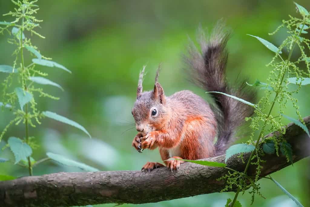 Red squirrel eating on a tree branch; animals that eat mushrooms