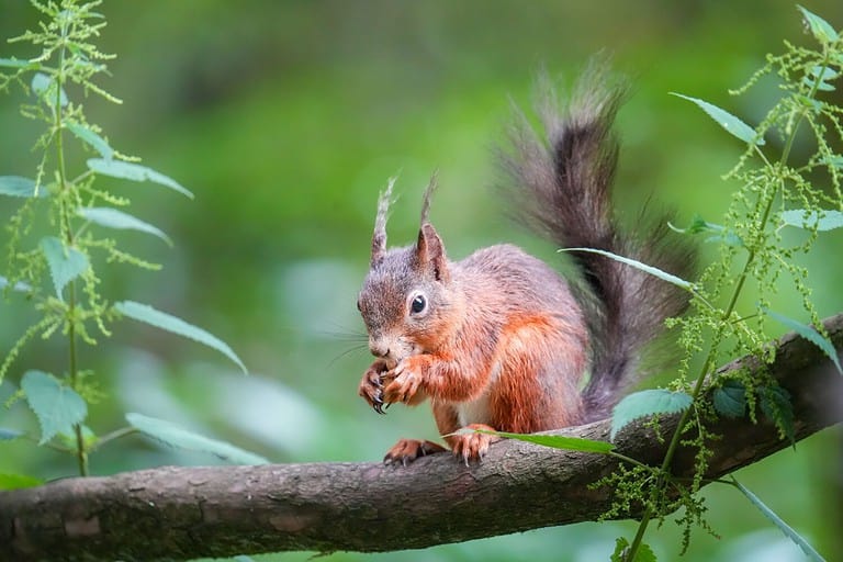 Discover Why Squirrels Bury Nuts (and How They Remember Where They Put