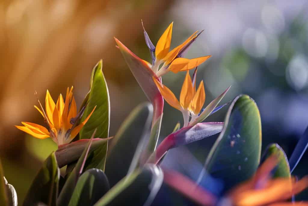 Spring gardens with blooming flowers. Botanical varieties of strelitzia flowers. Flower garden. Flower decorations. Pictures for the wall.Artistic photos of flowers. Fresh strelitzia flowers