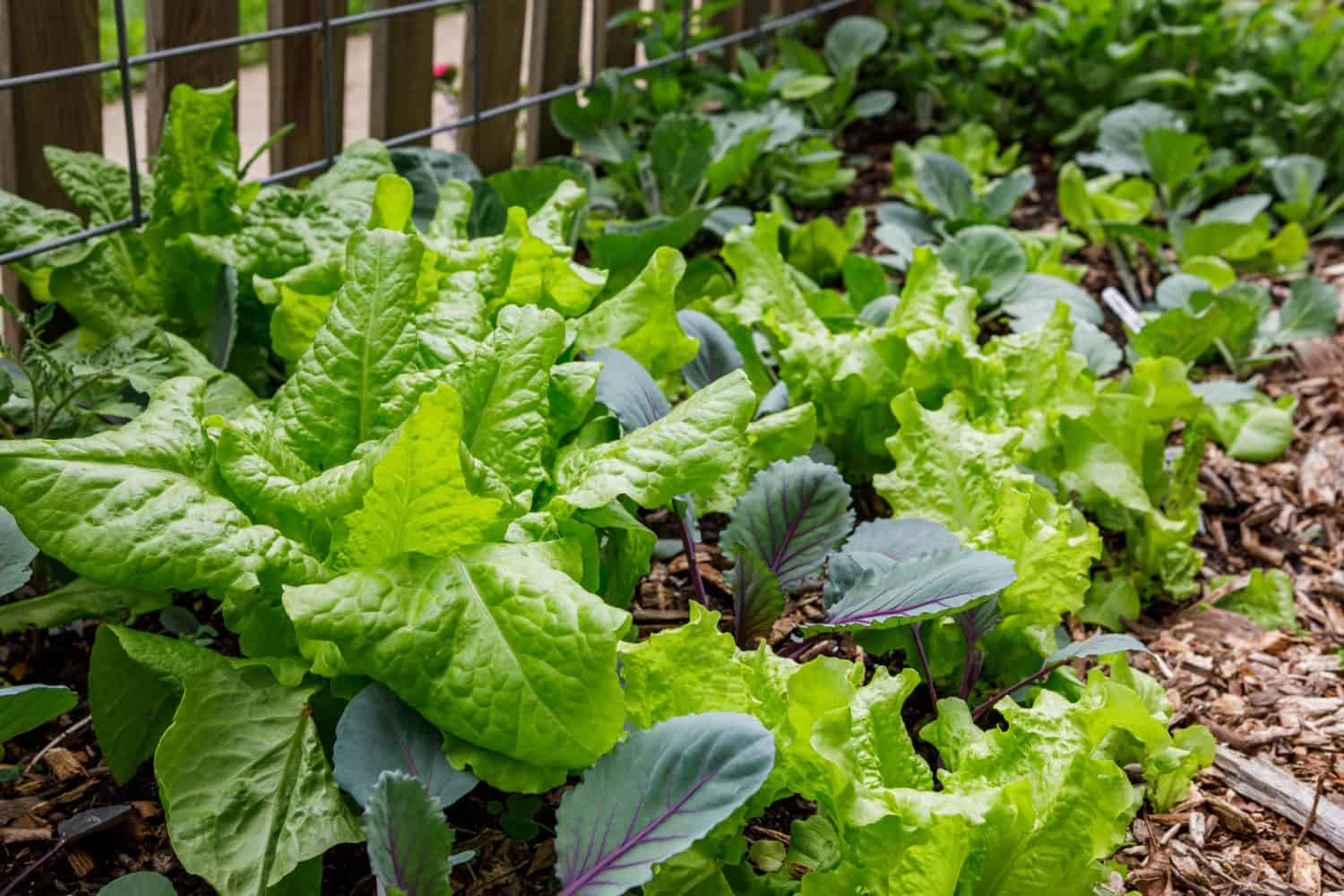 Leaf lettuce and cabbage interplanted in a home organic kitchen garden in the springtime