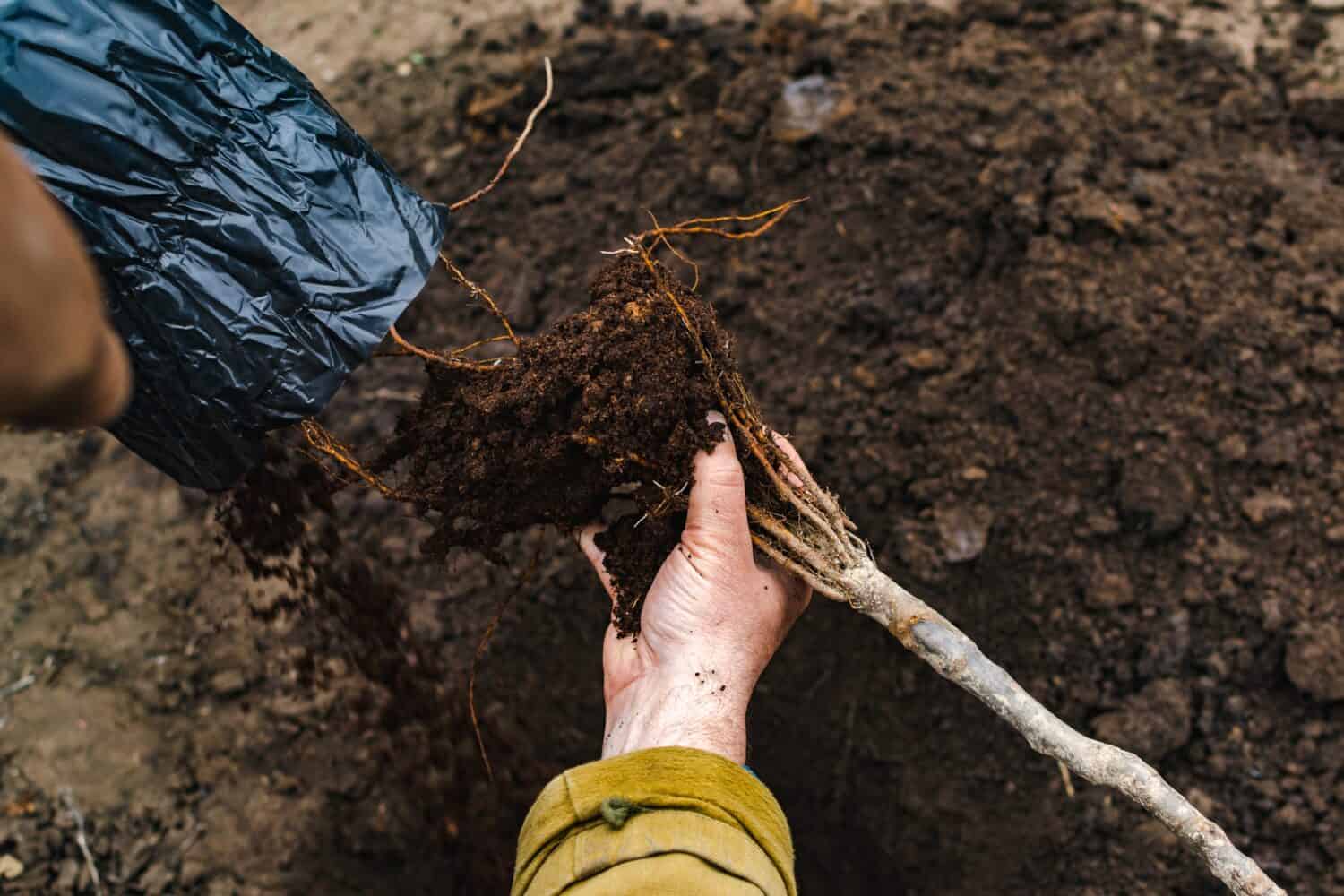 Close-up of the hands of a mature man unpacking the roots with the ground of a young apple tree sapling to plant in open ground in a garden plot, copy space.